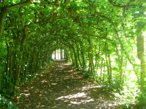 Blick in den alten Lindenlaubengang im Jahr 2006